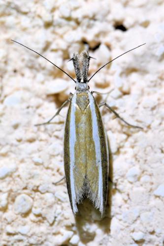 Réf. 336 701 : Pleurota aristella